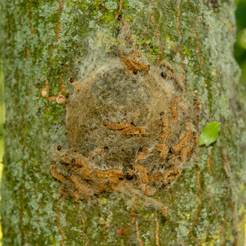 Insekten: Rinden- und Holzbohrer