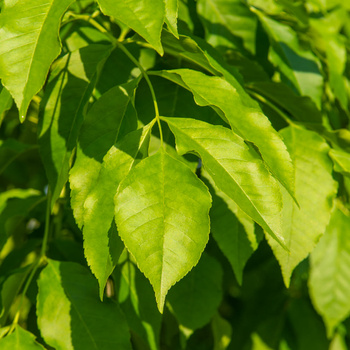 Fraxinus ornus