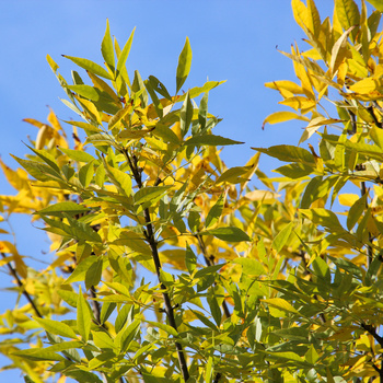 Fraxinus pennsylvanica 'Summit'