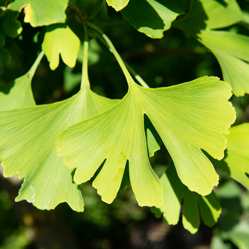 Ginkgo biloba