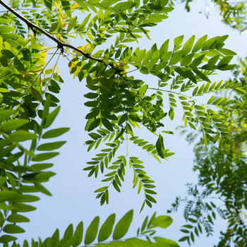 Gleditsia triacanthos 'Skyline'