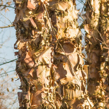 Bomen privétuin, Boninne, België