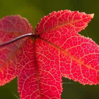 Liquidambar styraciflua