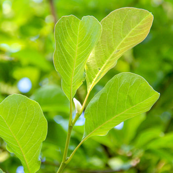 Magnolia kobus