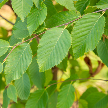 Ostrya carpinifolia