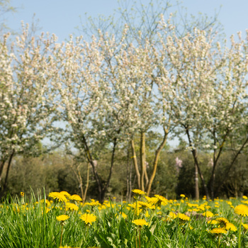 Blogs over 'Klimaatadaptatie & Biodiversiteit'