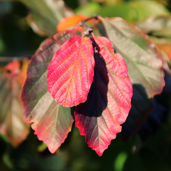 Parrotia persica