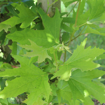 Platanus orientalis