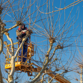 Het snoeien van boomvormen