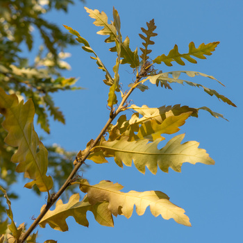 Quercus cerris