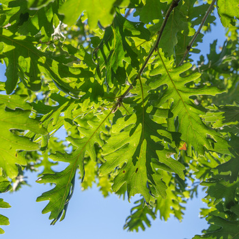 Quercus frainetto 'Trump'