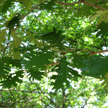 Quercus frainetto ‘Trump’