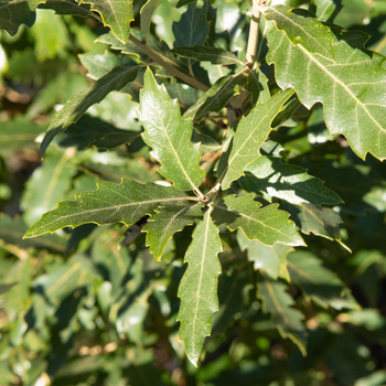Quercus x hispanica 'Wageninen'