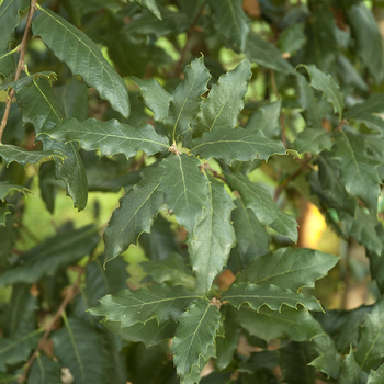 Quercus x hispanica ‘Wageningen’