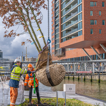 Bomen planten en verzorgen