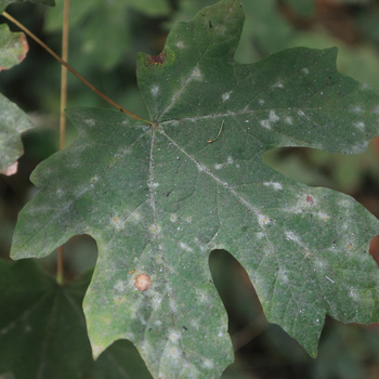 Blatt- und Nadelkrankheiten