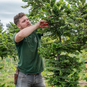Onderhoudssnoei probleemtakken