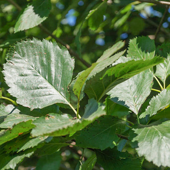 Sorbus latifolia ‘Henk Vink’