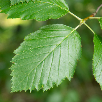 Sorbus latifolia 'Henk Vink'