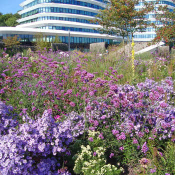 Ontwerpen met bomen en biodiversiteit