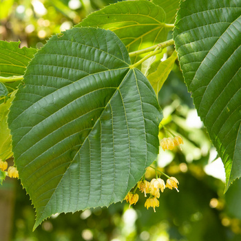 Tilia americana 'Redmond'