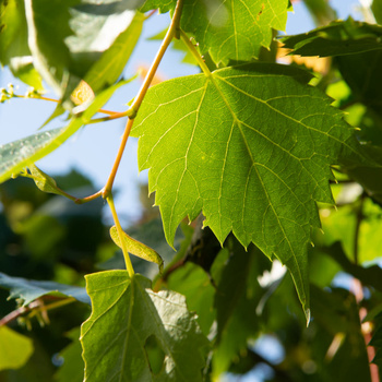 Tilia mongolica