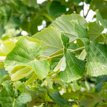 Tilia tomentosa 'Brabant'