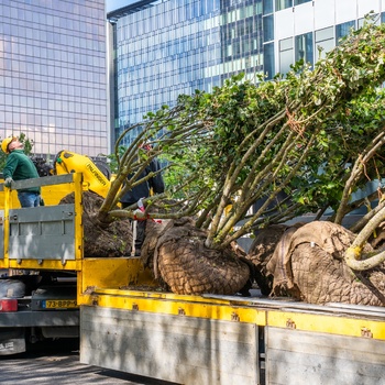 Bäume transportieren und entladen