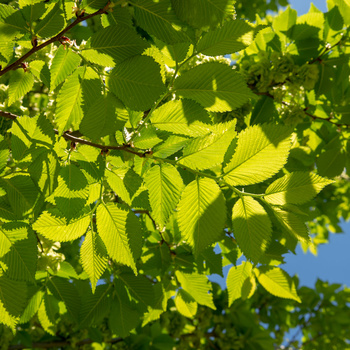 Ulmus 'Lobel'