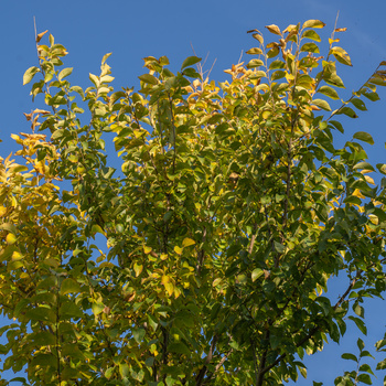 Ulmus 'Rebona'