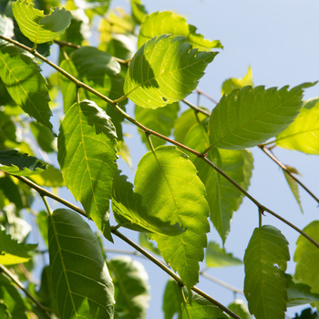 Zelkova serrata 'Flekova'