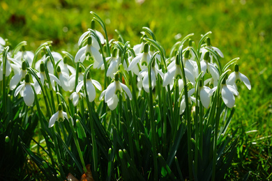 14. snowdrop-1025077-pixabay