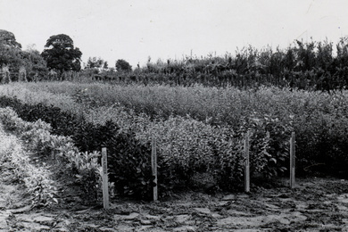 1950 Ebben Nurseries 1