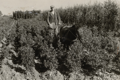 1950 Ebben working the land 