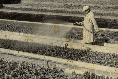 1959 Ebben watering