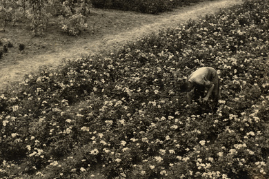 1965 Ebben working the land