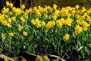 3. daffodils-1281788-pixabay