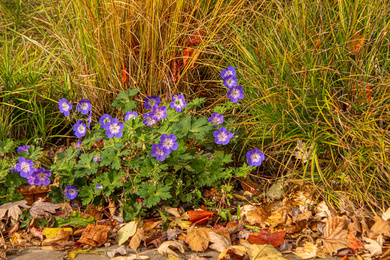 4. Kantoor-beplanting-border-191028-246