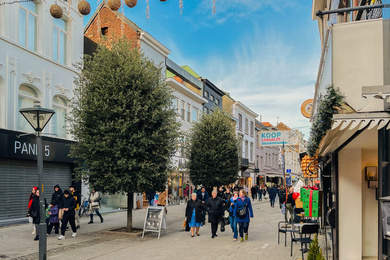 Aalst-Quercus ilex-bijenkorf-221227-1