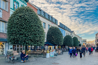 Aalst-Quercus ilex-bijenkorf-221227-2