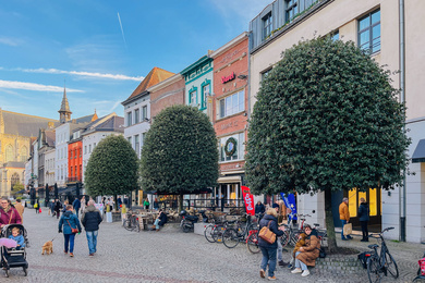 Aalst-Quercus ilex-bijenkorf-221227-3