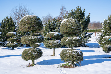 ABKOREAN-topiary-210211-7-winterbeeld
