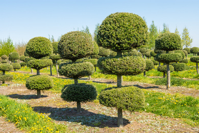 ABKOREAN-topiary-2190419