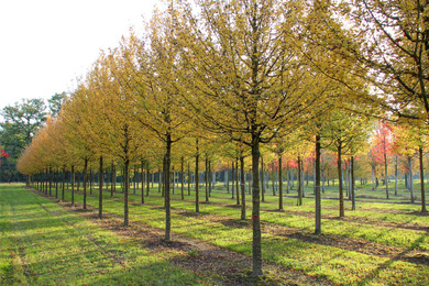 Acer campestre 40-50-H-160128-10-herfstbeeld