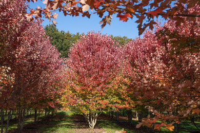 Acer x freemanii 'Jeffersred' 600-700-HM-221018-2