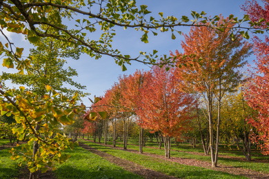 ACFREEMA-HM-10001200-211027-17-herfstbeeld