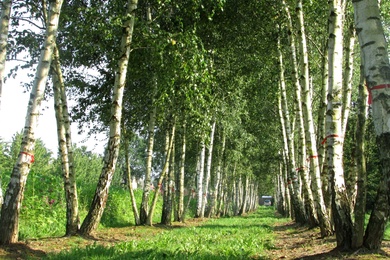 Betula pendula 1000-1200-HM-150831-6-zomerbeeld