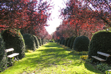 Bilthoven Prunus en Ilex-bijenkorf