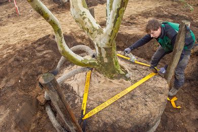 Bomen verankering-110