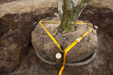 Bomen verankering-51